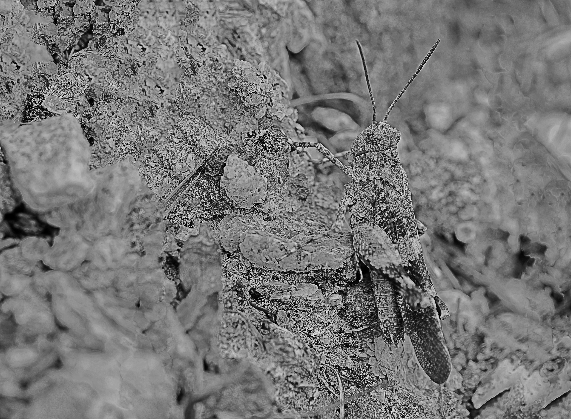 Bader150823-16-DxO_DeepPRIME XD3 X-Transsw Kopie