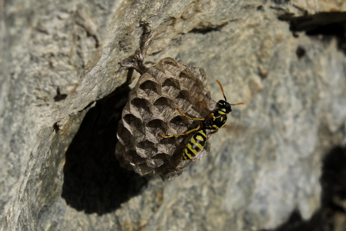 Branson-Saillon290425-16