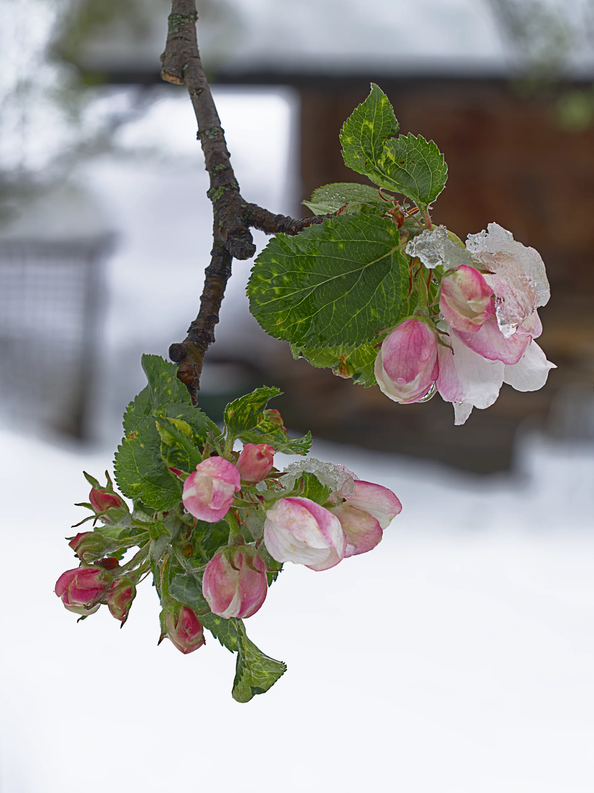 Wallis 15. März 2026