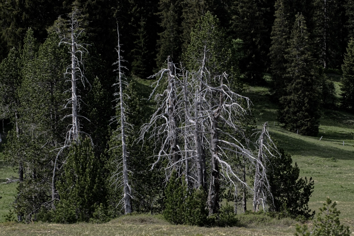 Lombachalp300526-41