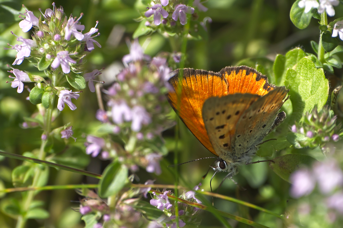 Martisberg210725-25